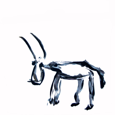 a vacch